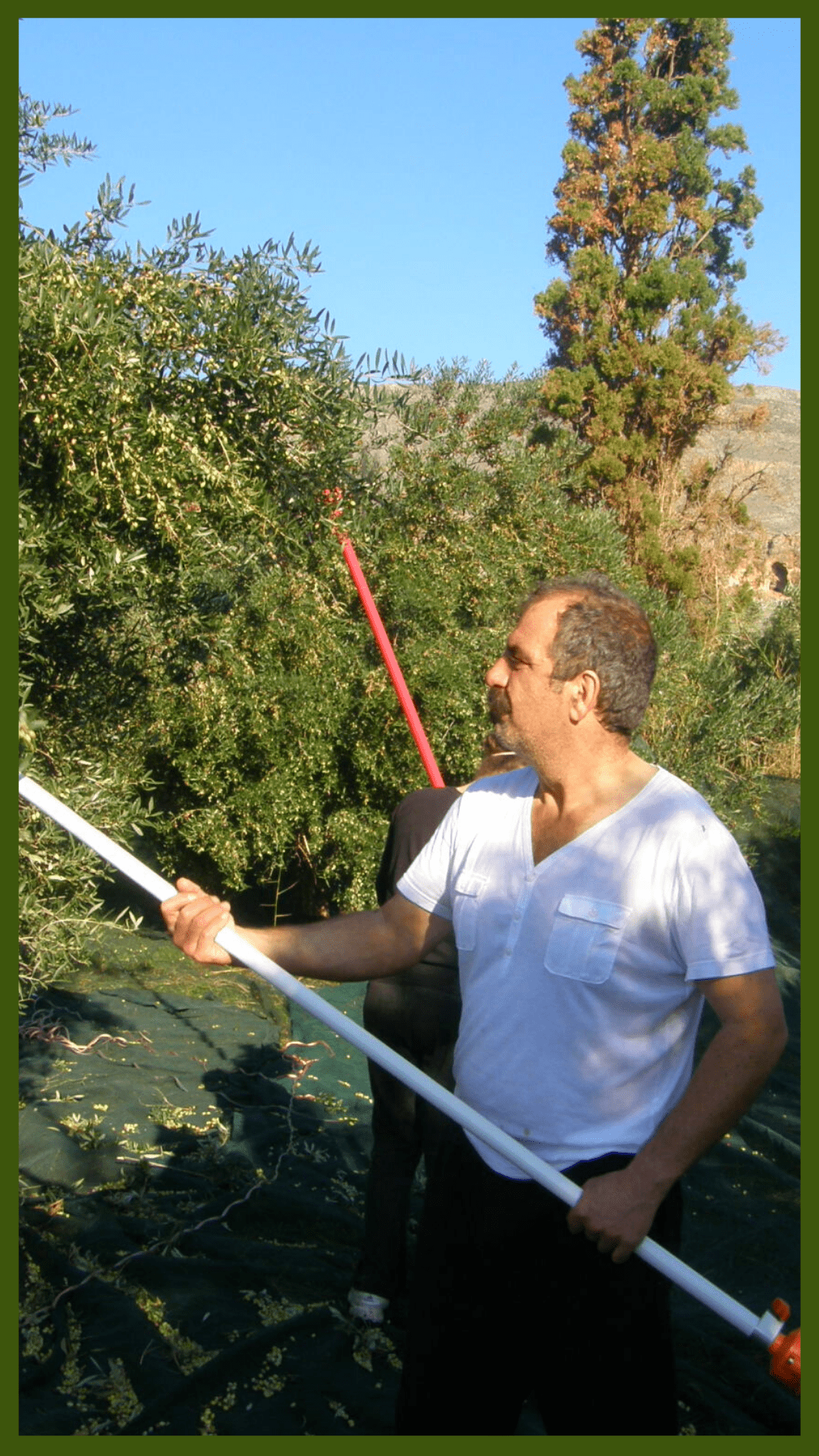 Two man in an olive grow -Olive Oil Harvest in Crete