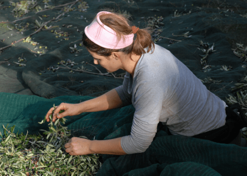 Récolte des olives à Zakros-Sitia-Crete