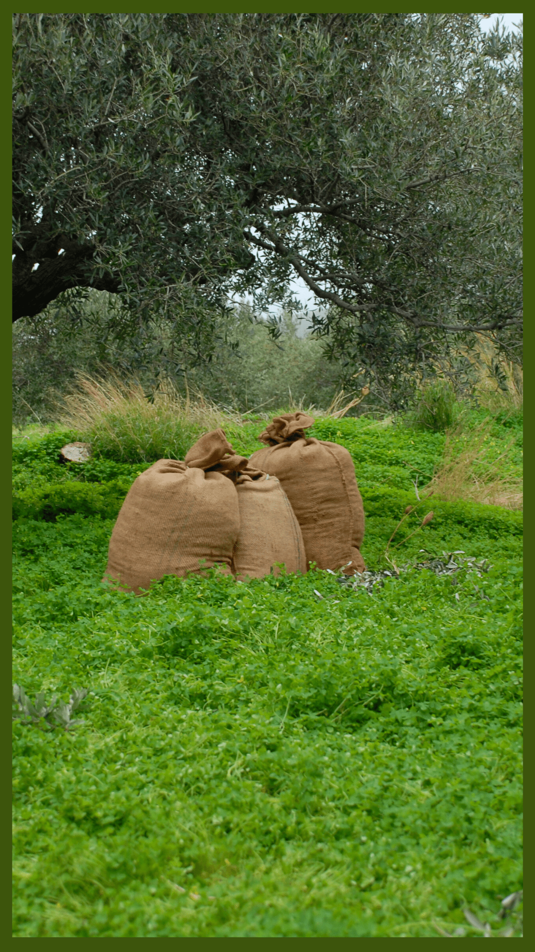 Olivensäcke vor einem Olivenbaum in SitiaßKreta