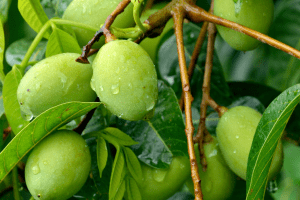 Des olives sur une branche