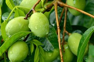 An Olive branch with green olives