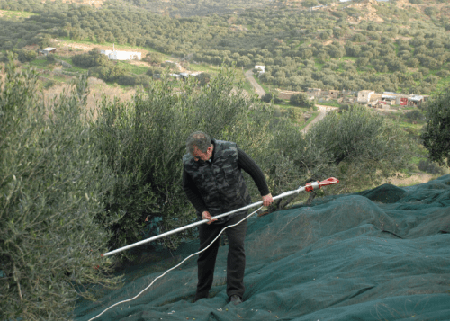 Récolte des olives à Zakros