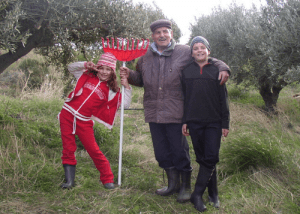 Récolte des olives à Zakros-Sitia en Crète